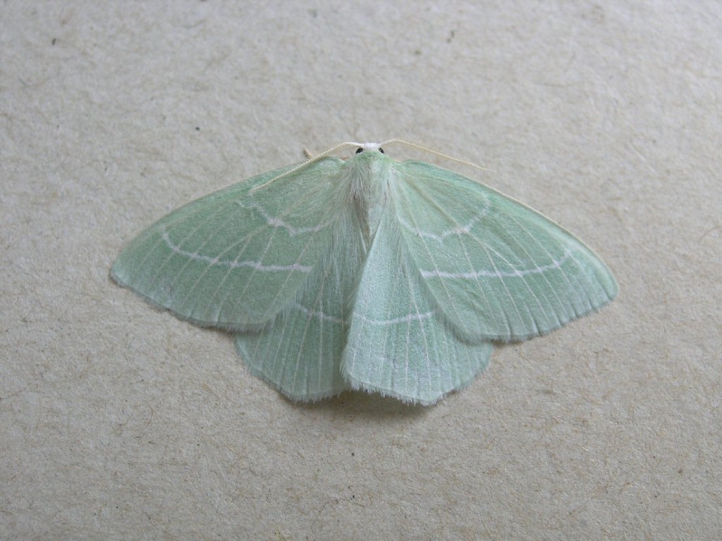 Small Emerald (Hemistola chrysoprasaria)