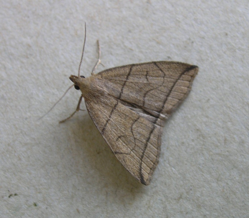 Small Fan-foot (Herminia grisealis)
