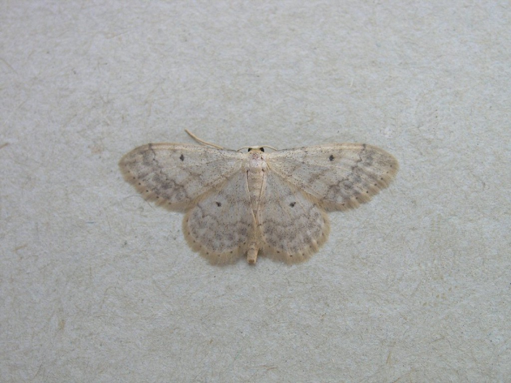 Small Fan-footed Wave (Idaea biselata)