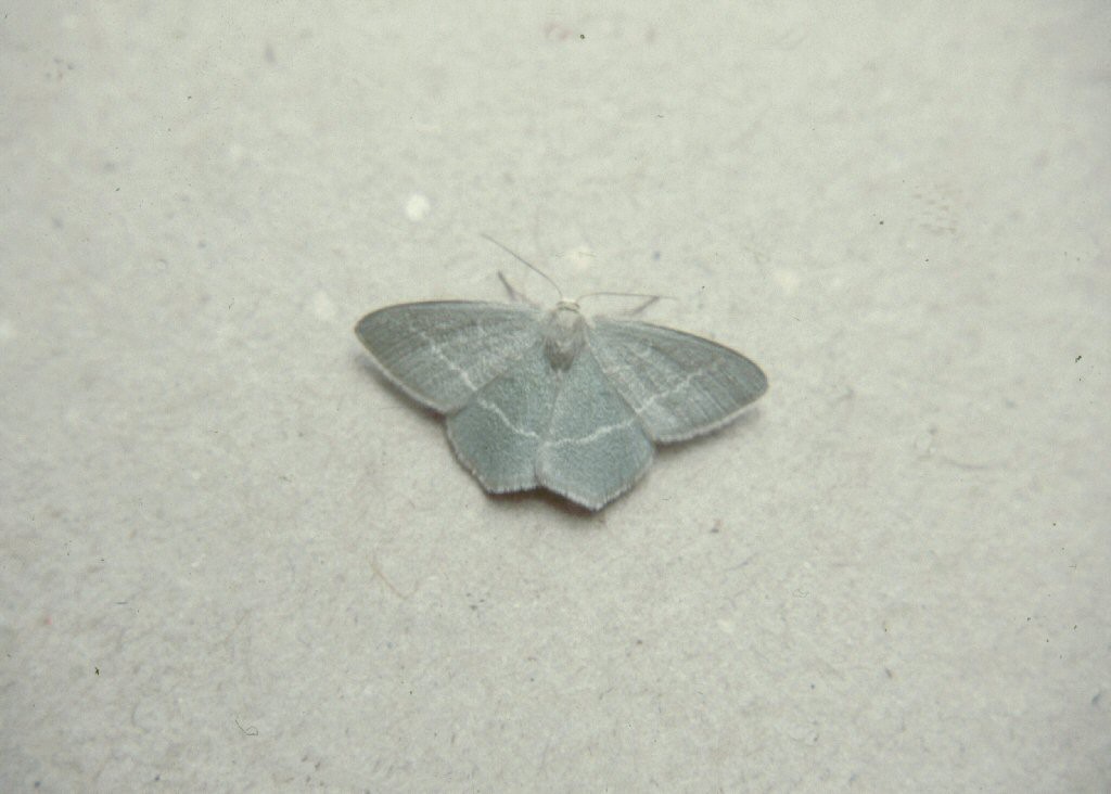 Small Grass Emerald (Chlorissa viridata)