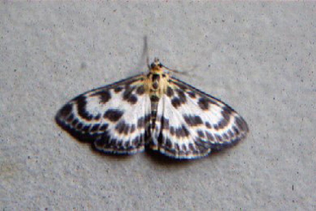 Small Magpie (Anania hortulata)