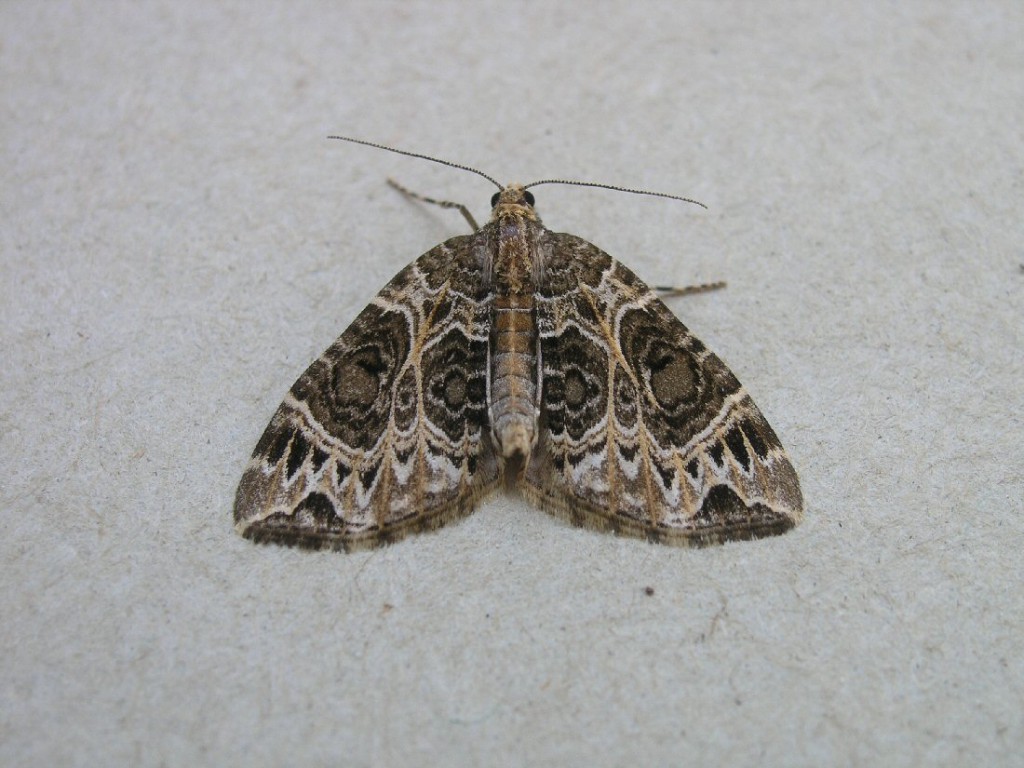 Small Phoenix (Ecliptopera silaceata)