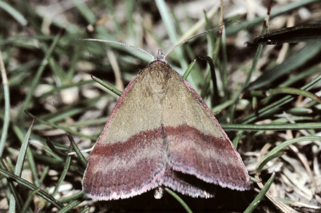 Small Purple-barred (Phytometra viridaria)