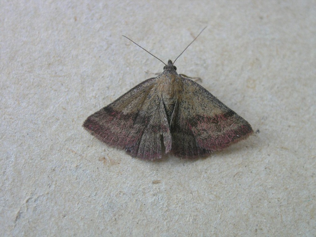 Small Purple-barred (Phytometra viridaria)