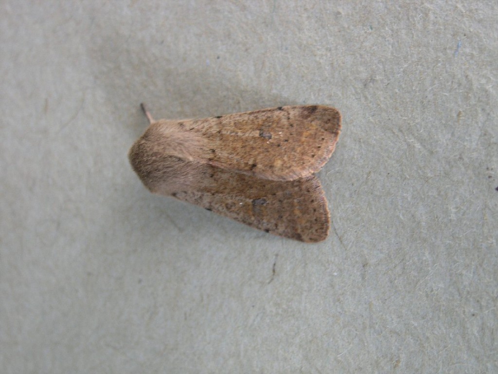 Small Quaker (Orthosia cruda)