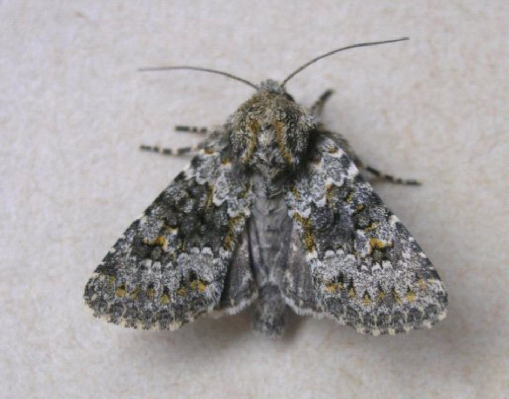 Small Ranunculus (Hecatera dysodea)