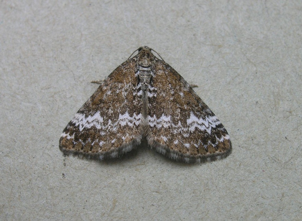 Small Rivulet (Perizoma alchemillata)