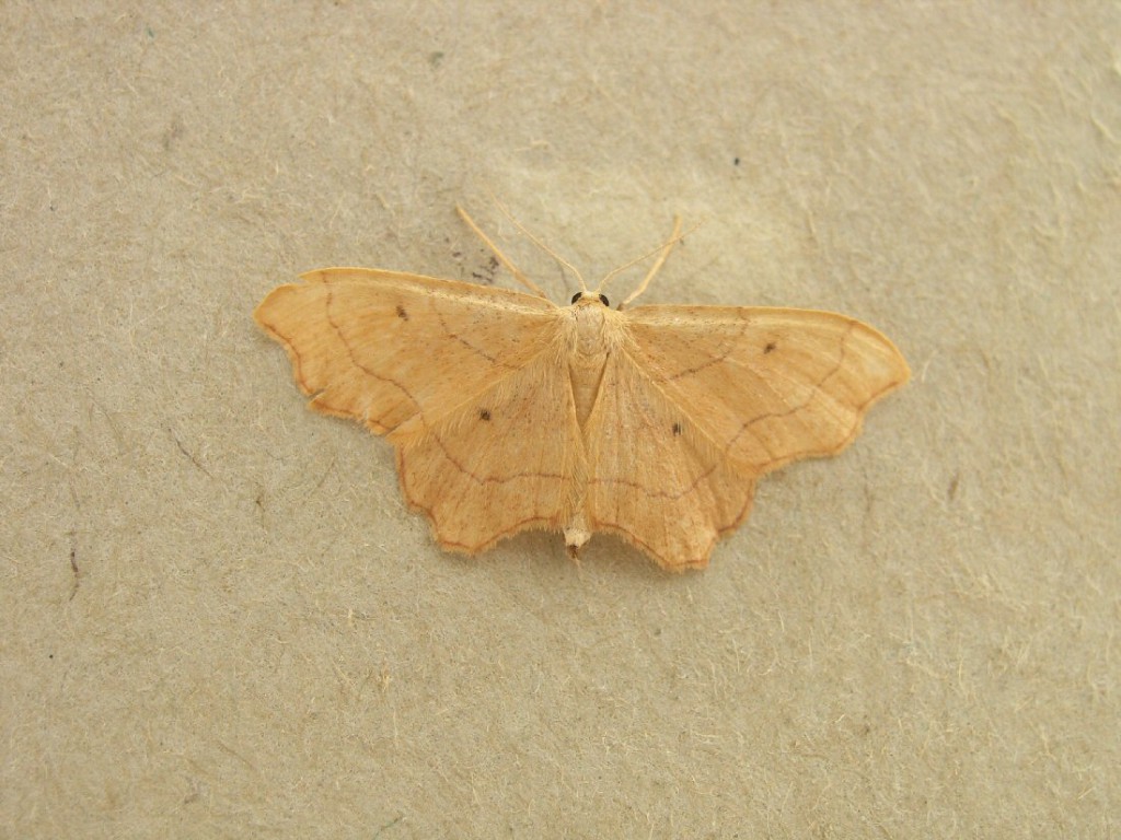 Small Scallop (Idaea emarginata)