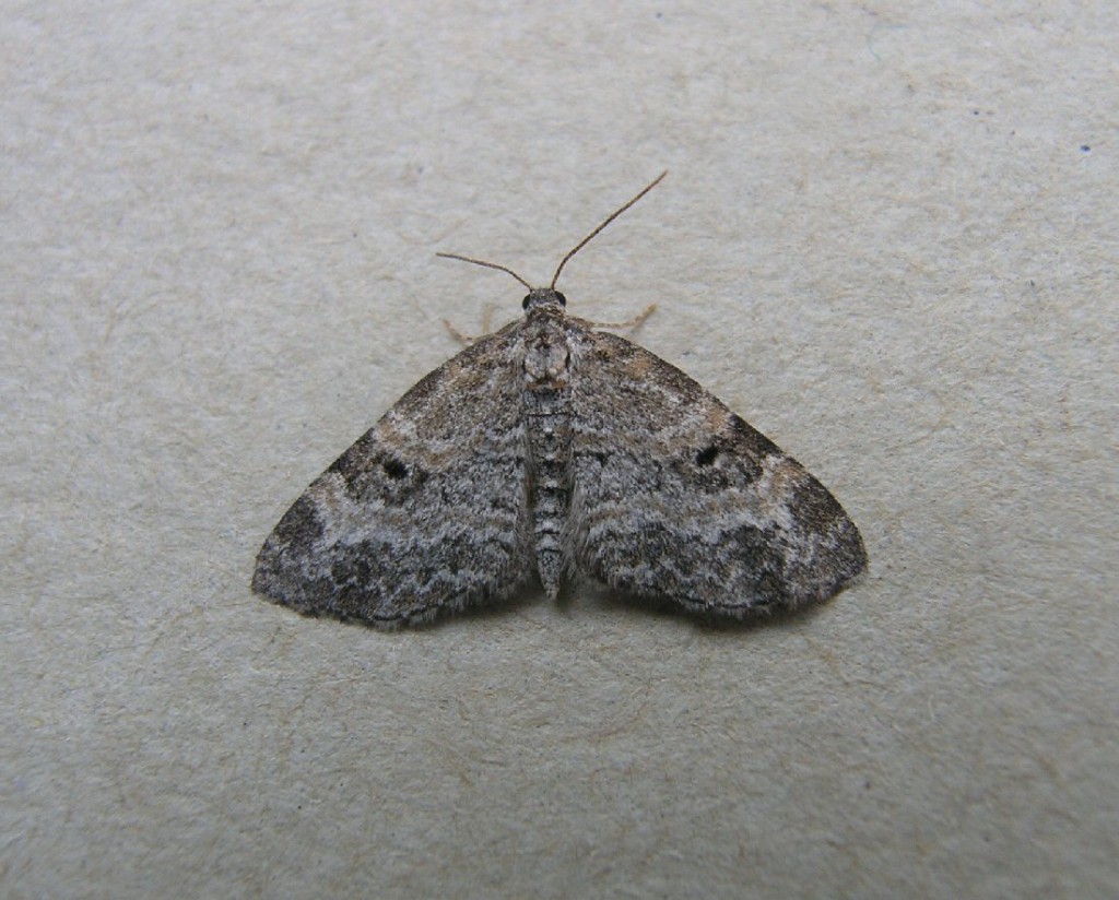 Small Seraphim (Pterapherapteryx sexalata)