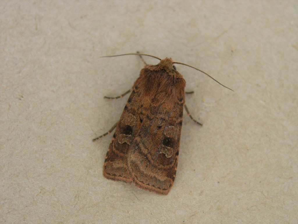 Small Square-spot (Diarsia rubi)