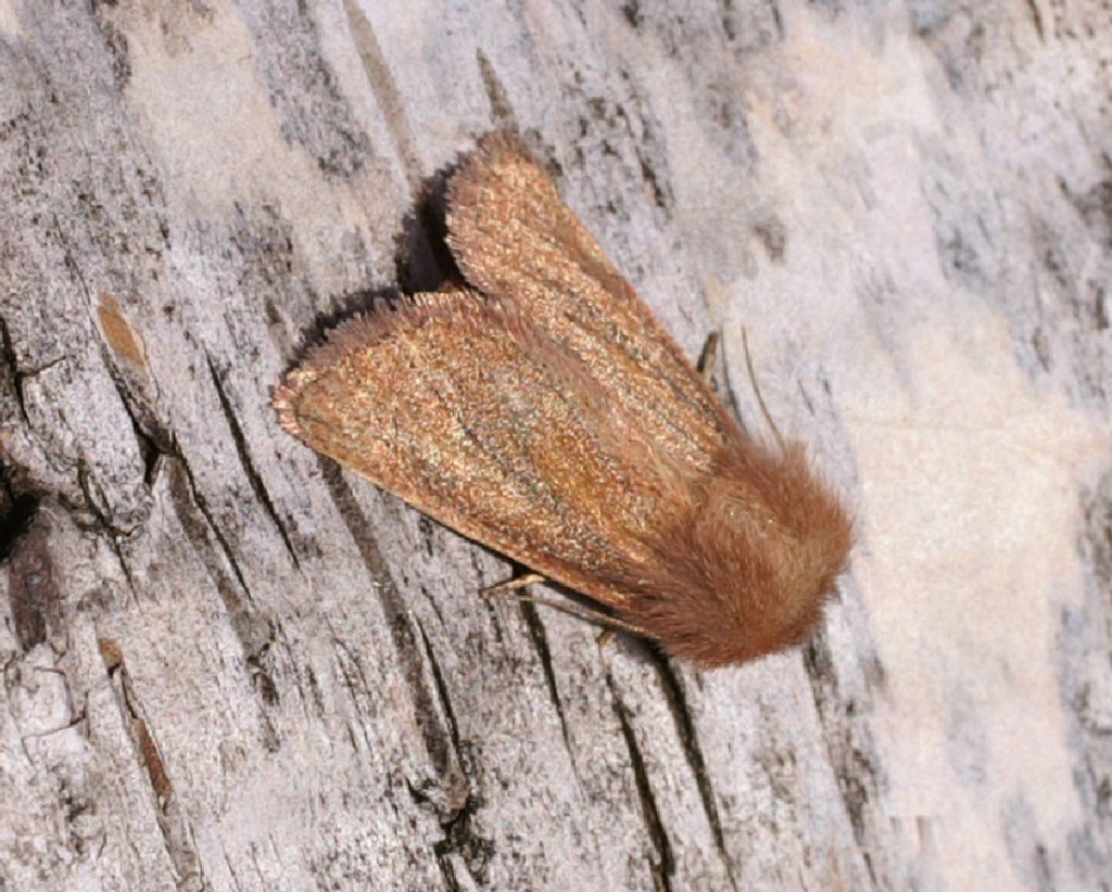 Small Wainscot (Denticucullus pygmina)