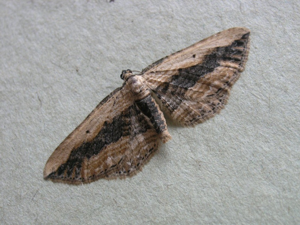 Small Waved Umber (Horisme vitalbata)