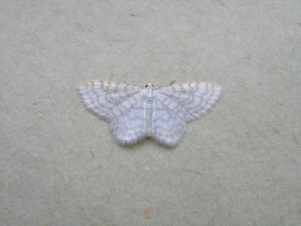 Small White Wave (Asthena albulata)