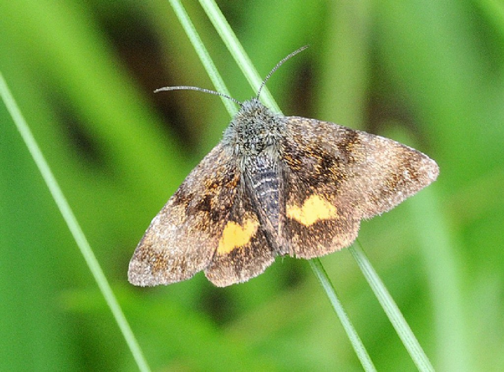 Small Yellow Underwing (Panemeria tenebrata)
