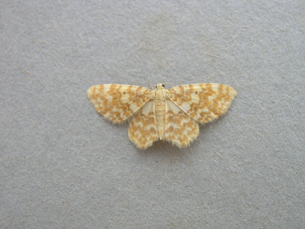 Small Yellow Wave (Hydrelia flammeolaria)