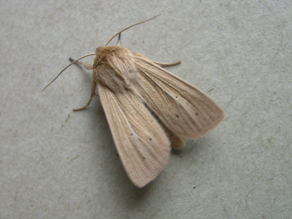 Smoky Wainscot (Mythimna impura)