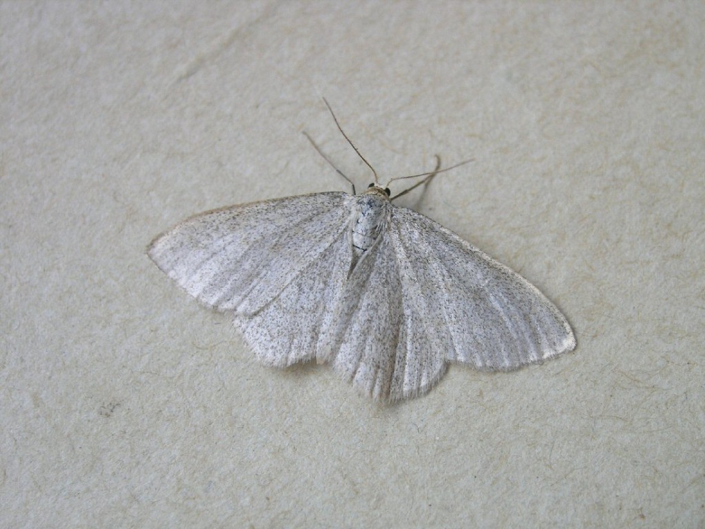 Smoky Wave (Scopula ternata)