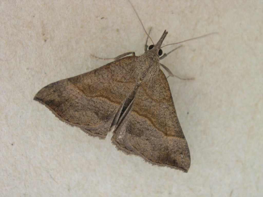 The Snout (Hypena proboscidalis)