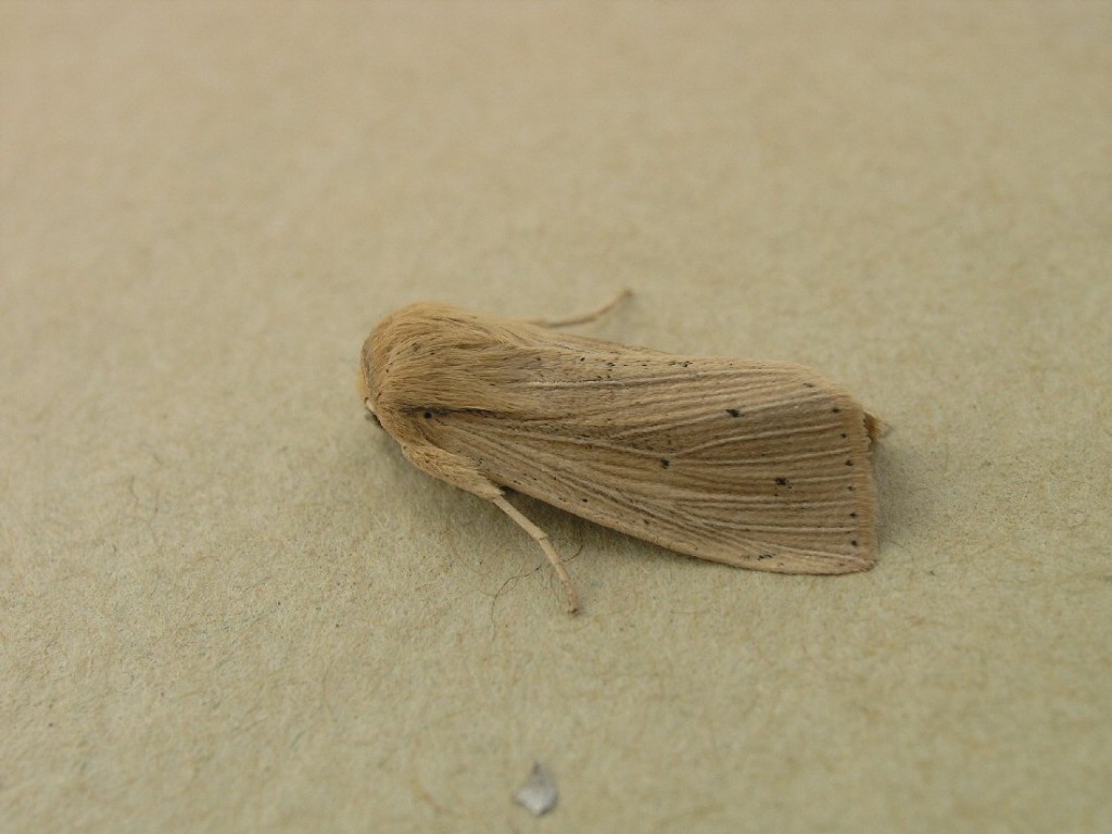 Southern Wainscot (Mythimna straminea)