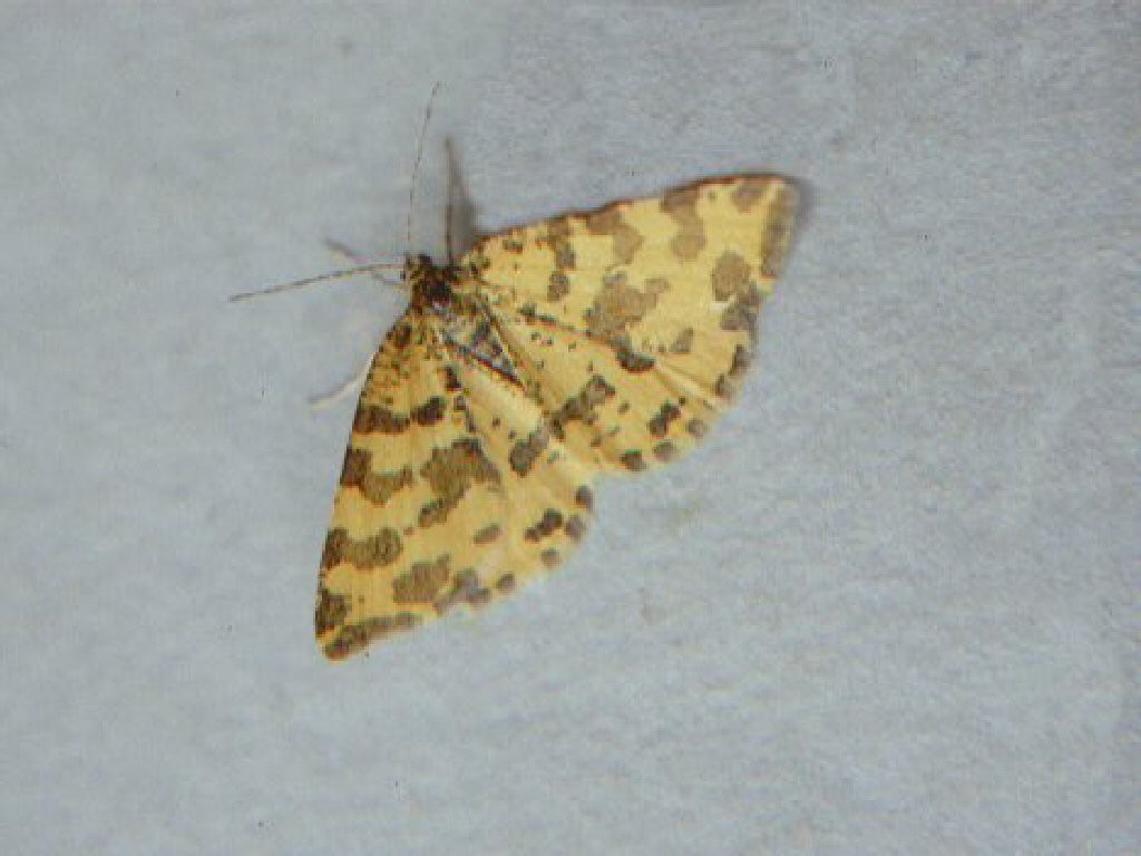 Speckled Yellow (Pseudopanthera macularia)