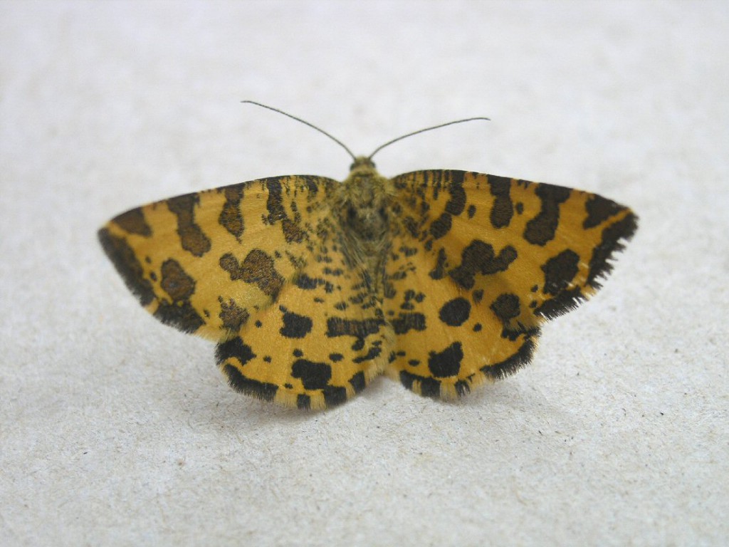 Speckled Yellow (Pseudopanthera macularia)