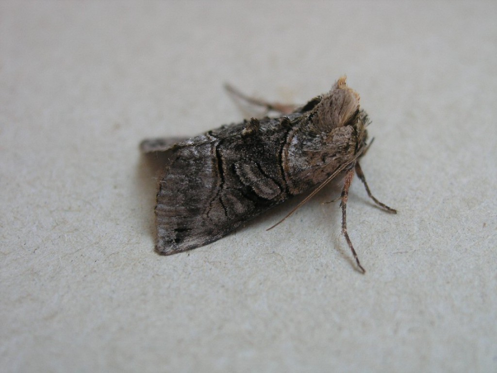 The Spectacle (Abrostola tripartita)