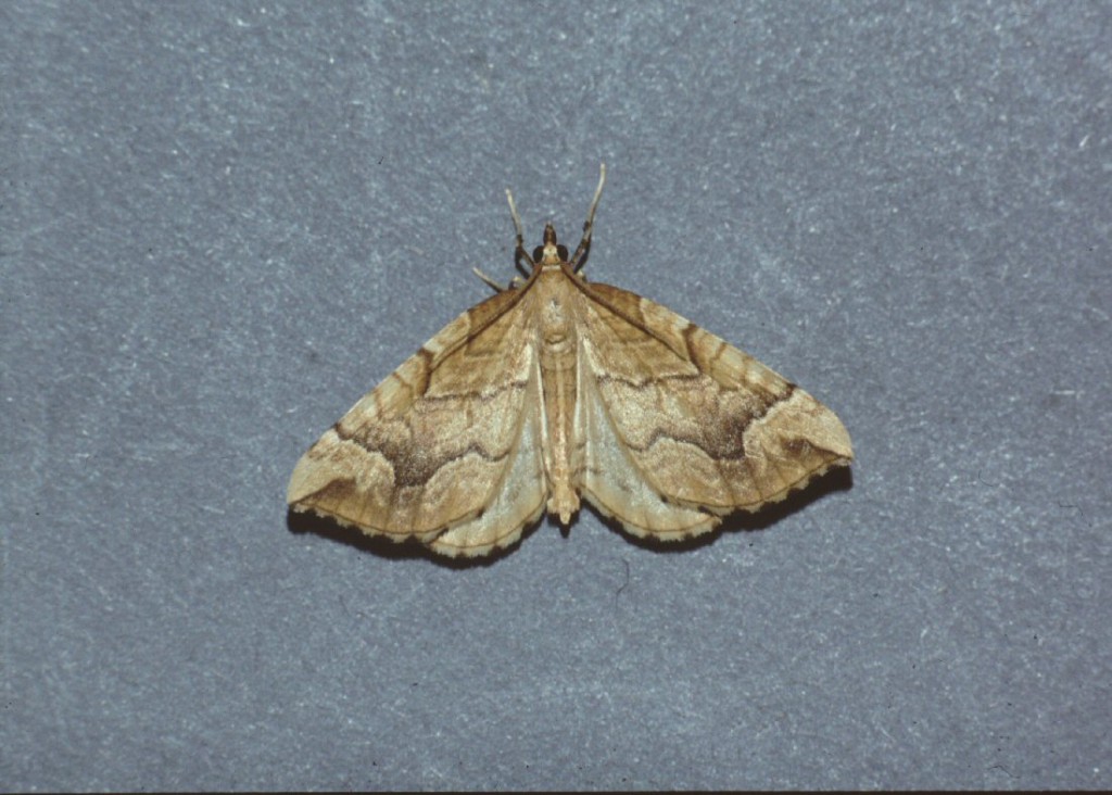 The Spinach (Eulithis mellinata)