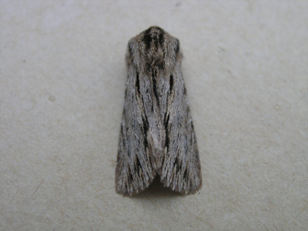 The Sprawler (Asteroscopus sphinx)