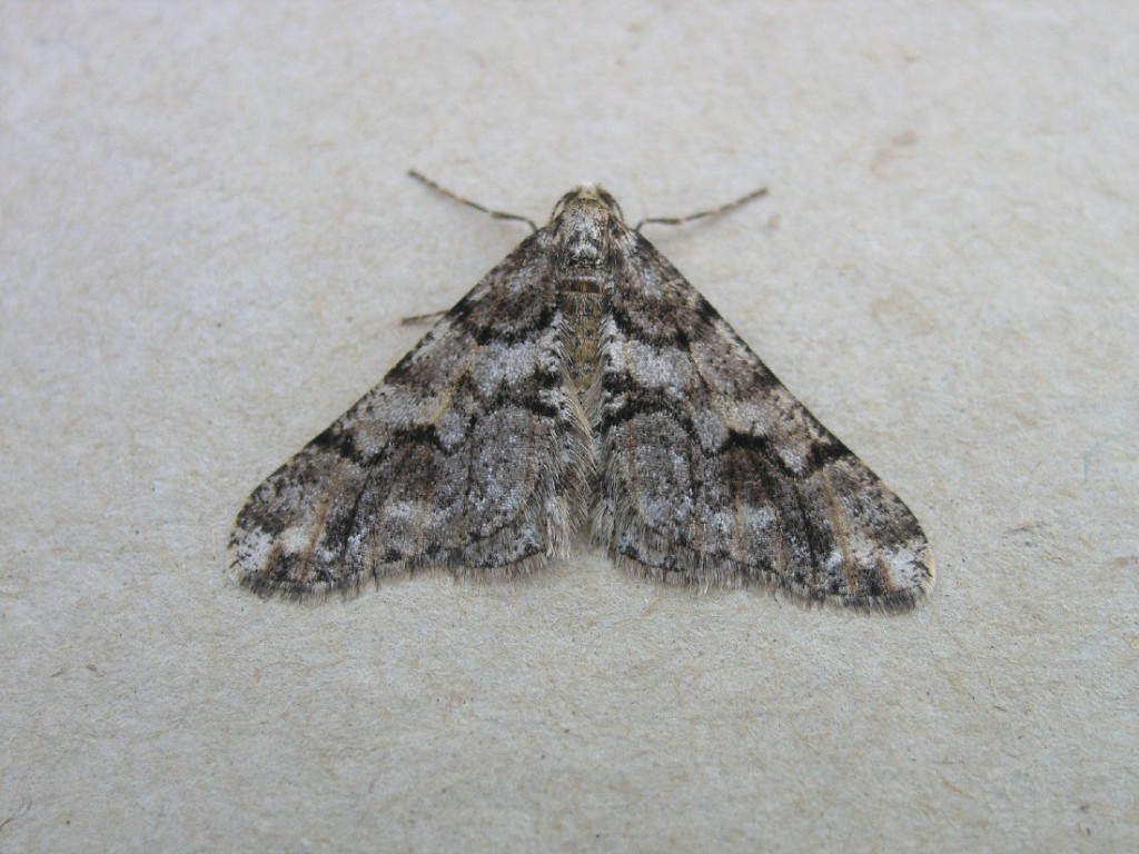 Spring Usher (Agriopis leucophaearia)