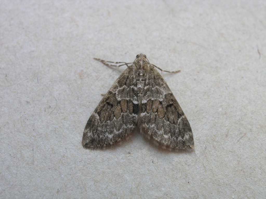 Spruce Carpet (Thera britannica)