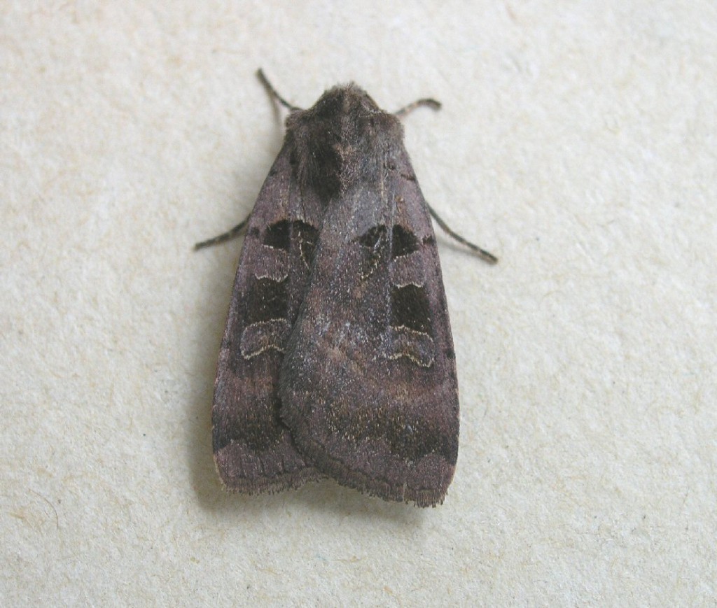 Square-spotted Clay (Xestia stigmatica)