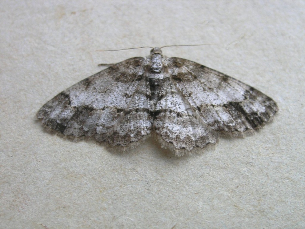 Square Spot (Paradarisa consonaria)