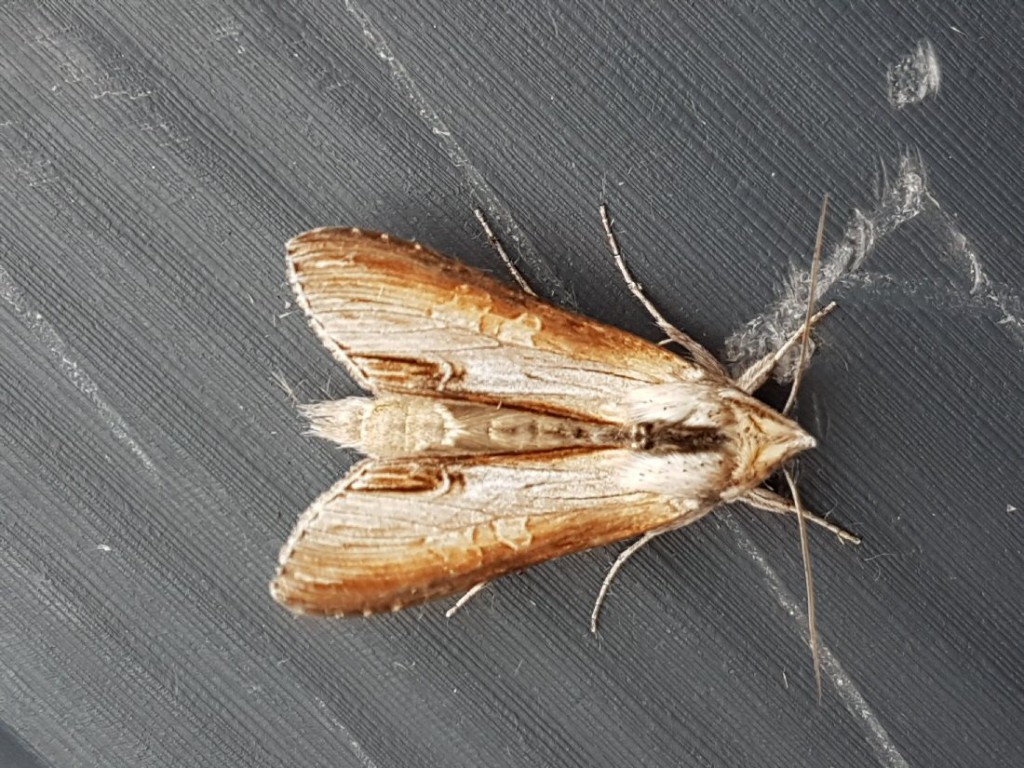 Star-wort (Cucullia asteris)
