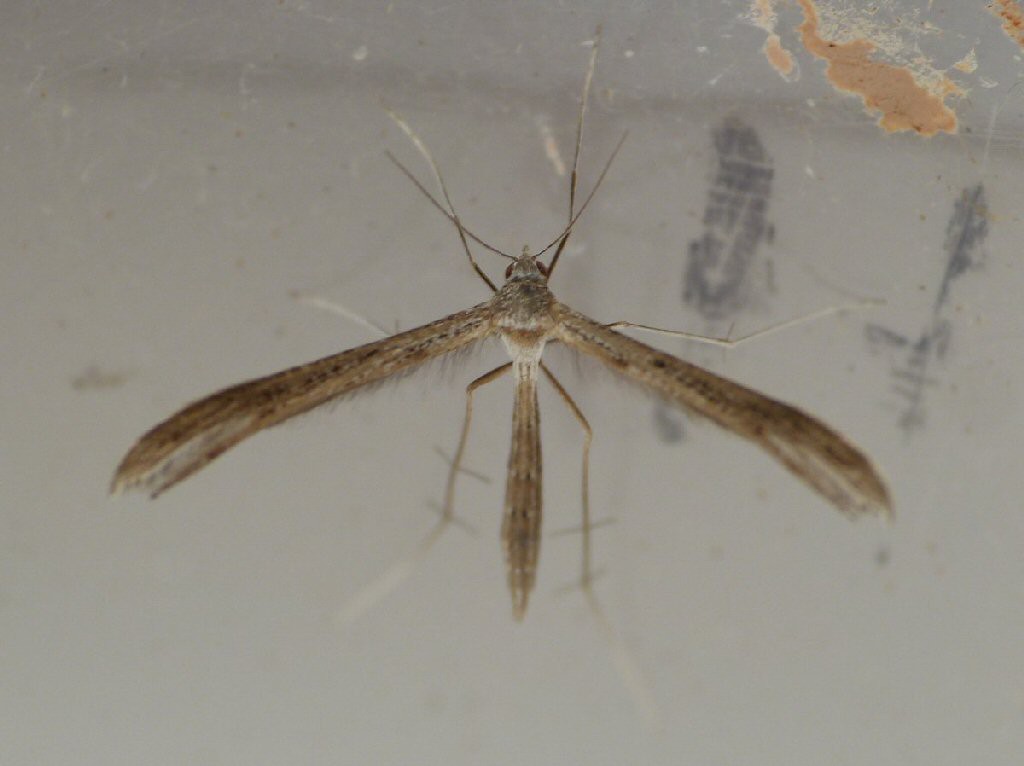 (Stenoptilia zophodactylus)