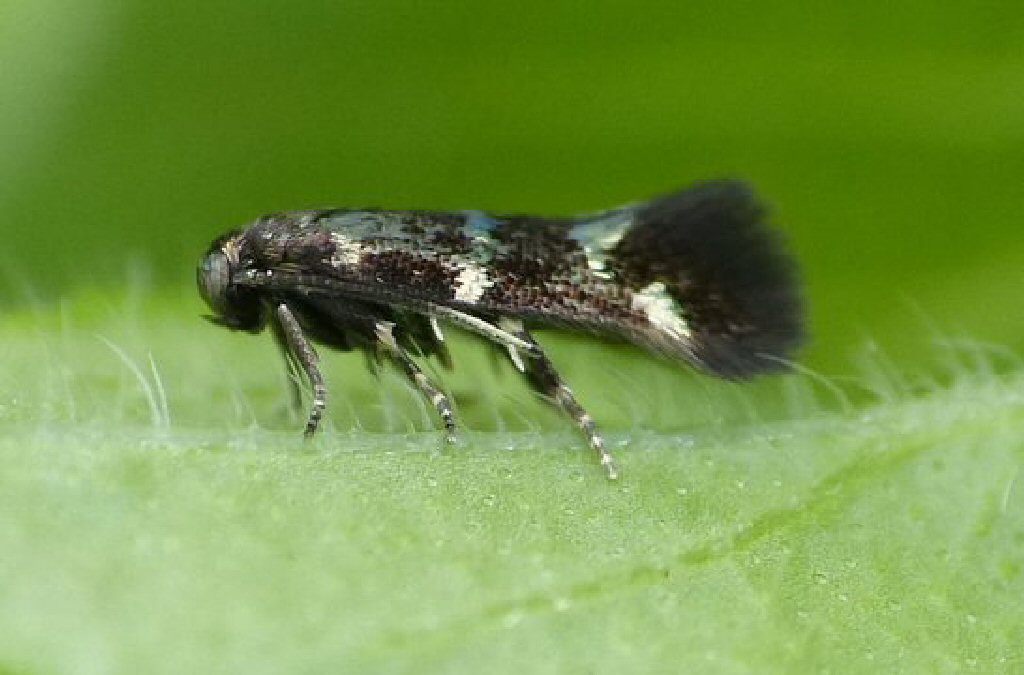 (Stephensia brunnichella)