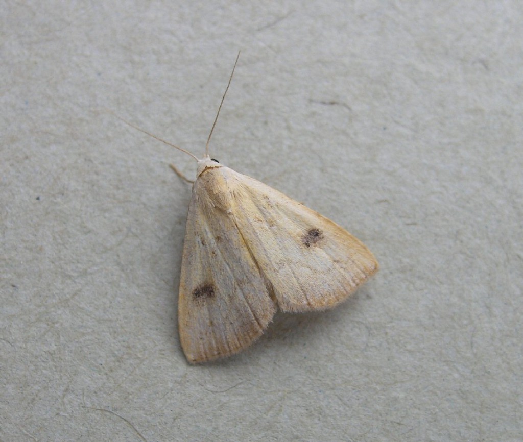 Straw Dot (Rivula sericealis)