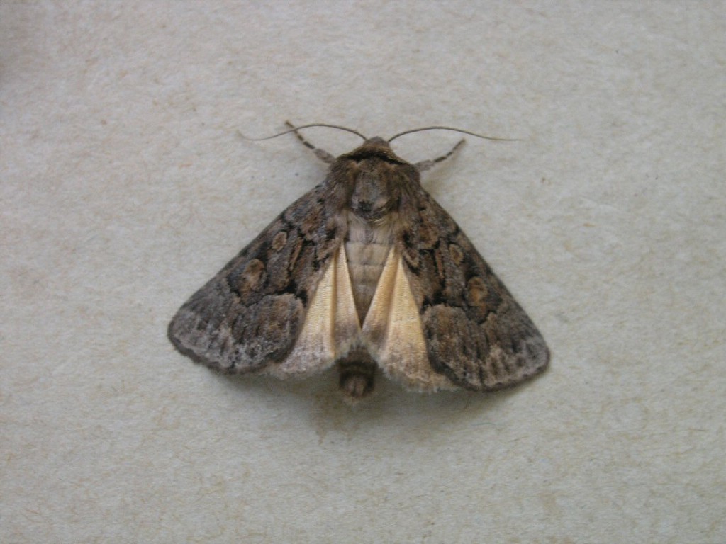 Straw Underwing (Thalpophila matura)
