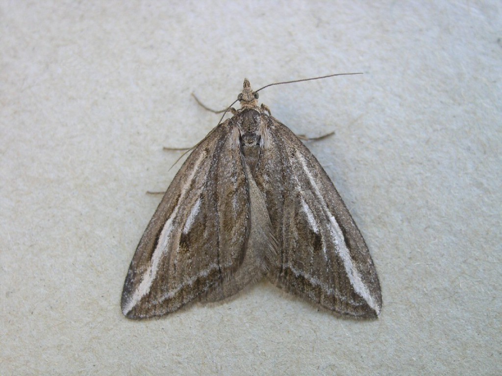 The Streak (Chesias legatella)
