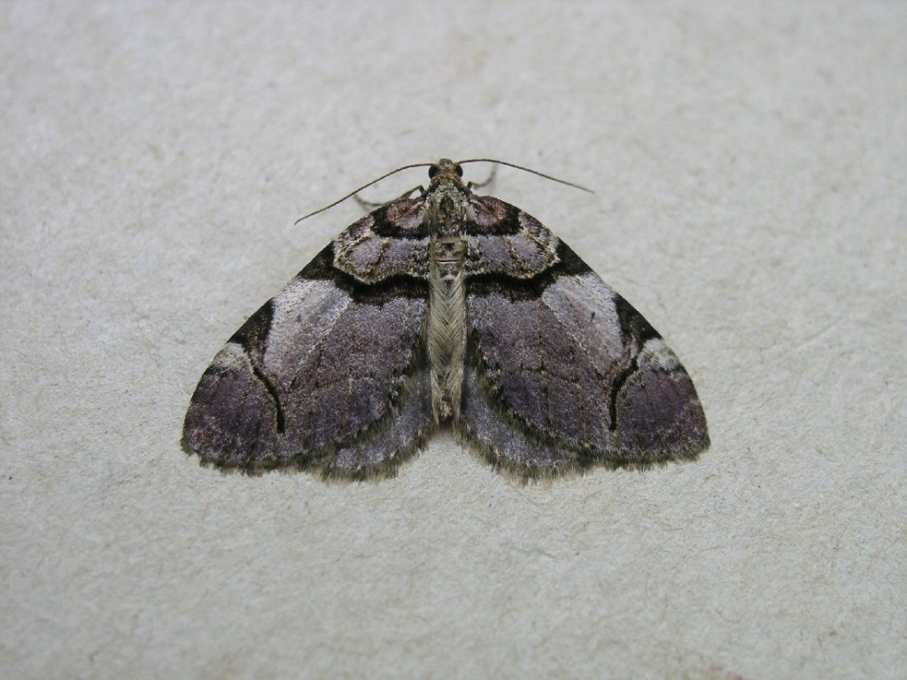 The Streamer (Anticlea derivata)