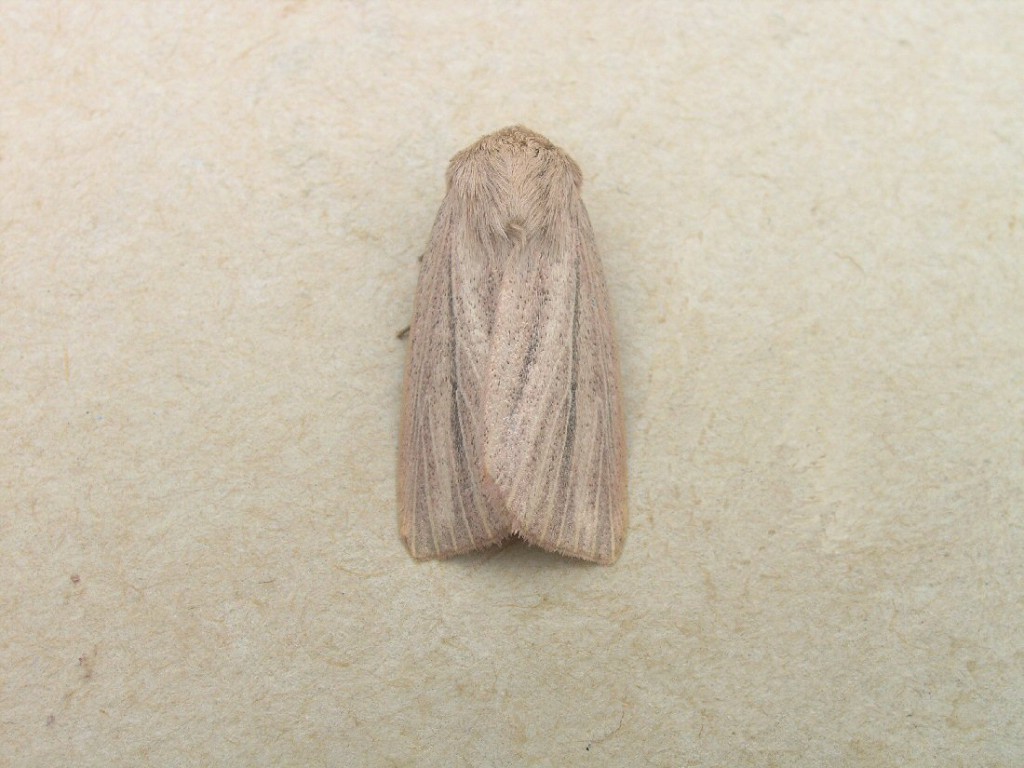 Striped Wainscot (Mythimna pudorina)