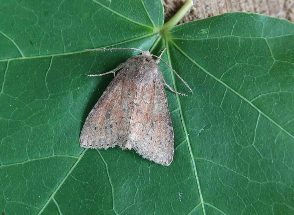 The Suspected (Parastichtis suspecta)