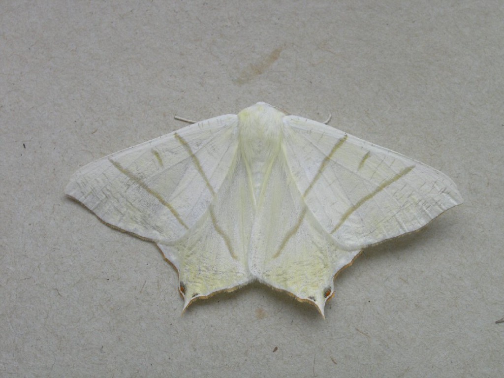 Swallow-tailed Moth (Ourapteryx sambucaria)