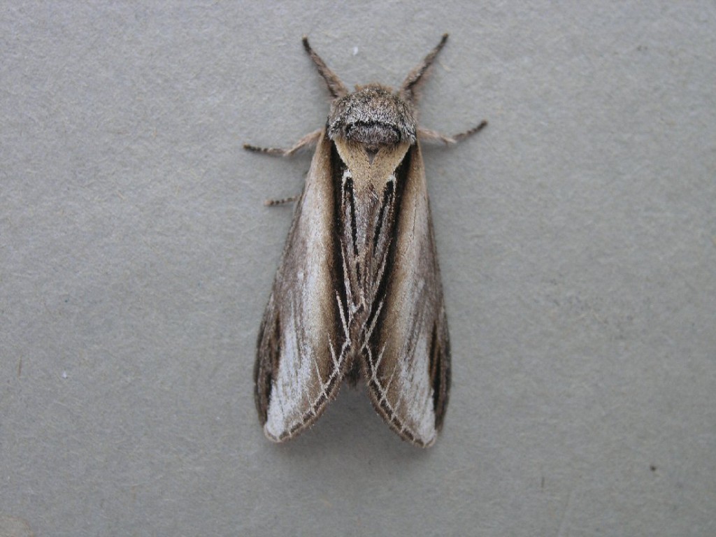 Swallow Prominent (Pheosia tremula)