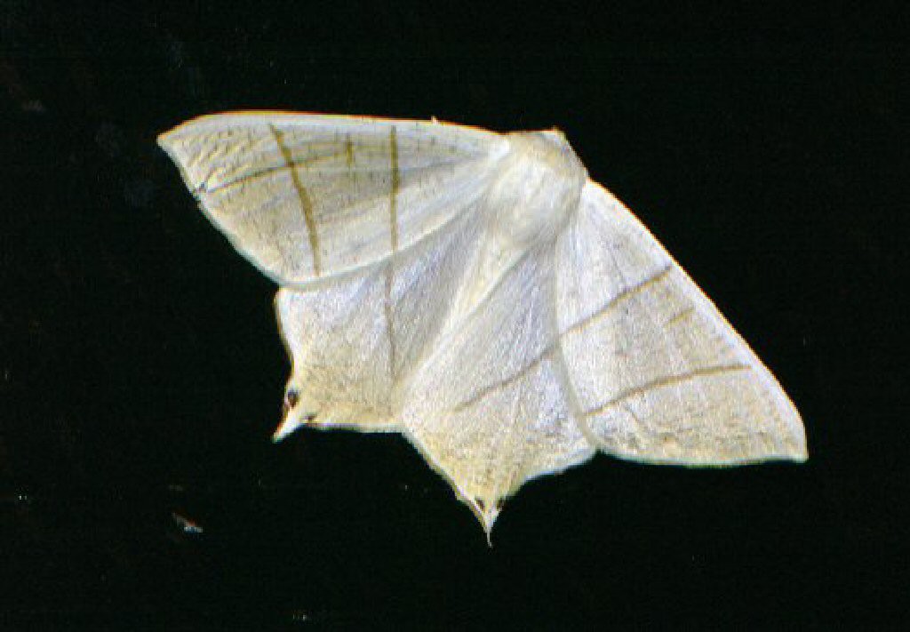 Swallow-tailed Moth (Ourapteryx sambucaria)