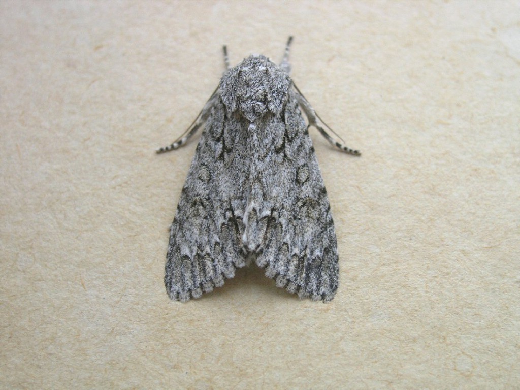 The Sycamore (Acronicta aceris)