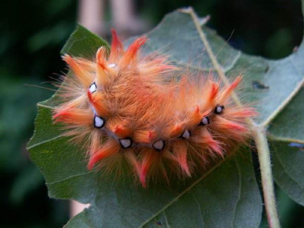 The Sycamore (Acronicta aceris)