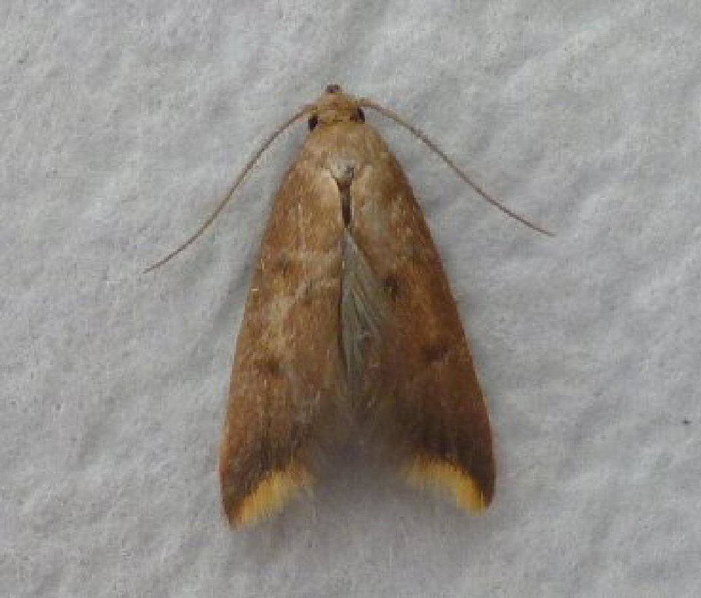 (Tachystola acroxantha)