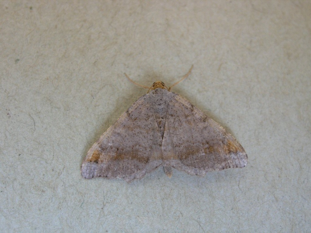 Tawny-barred Angle (Macaria liturata)