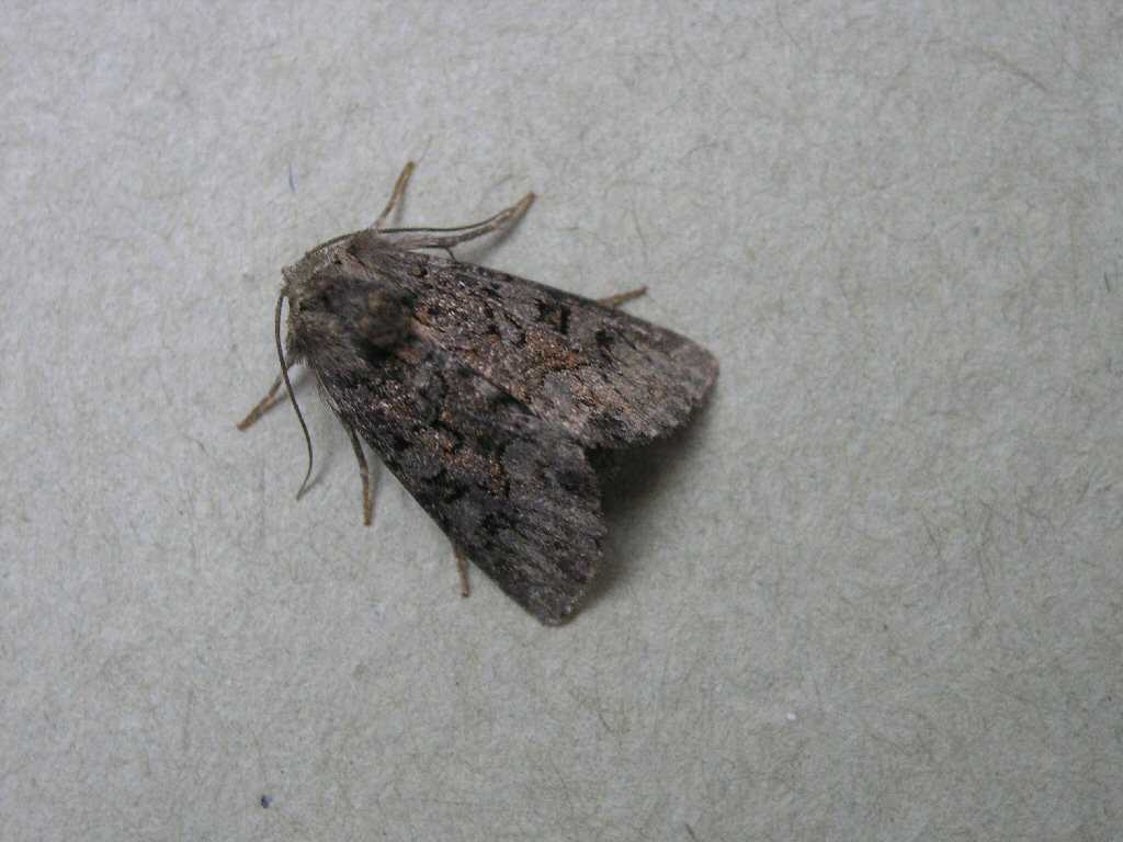 Tawny Marbled Minor ()Oligia latruncula