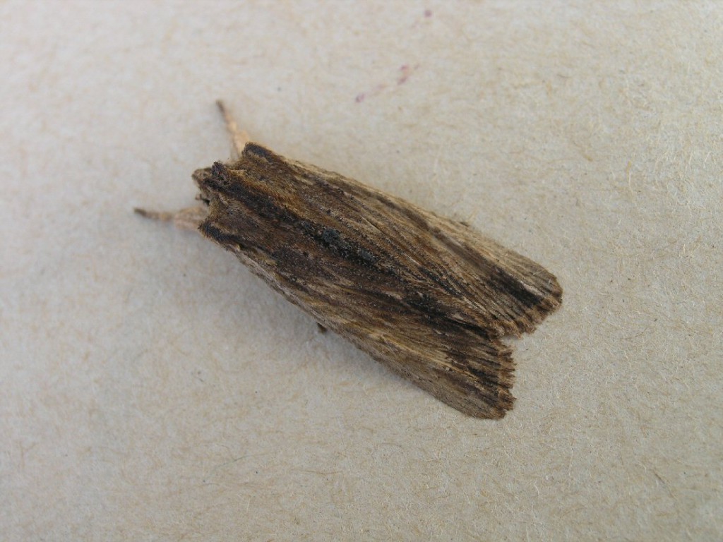 Tawny Pinion (Lithophane semibrunnea)
